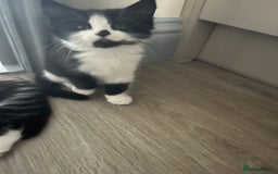 Mixed Breed cats for sale: 4 Beautiful fluffy Black & White kittens  - Image 3