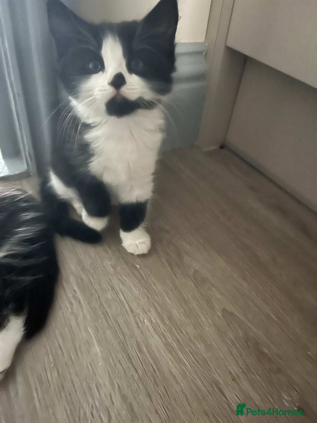 Mixed Breed cats for sale: 4 Beautiful fluffy Black & White kittens  - Image 3