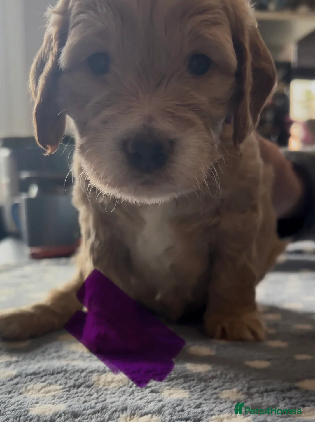 Cockapoo dogs for sale: 8 beautiful puppies - Advert 3