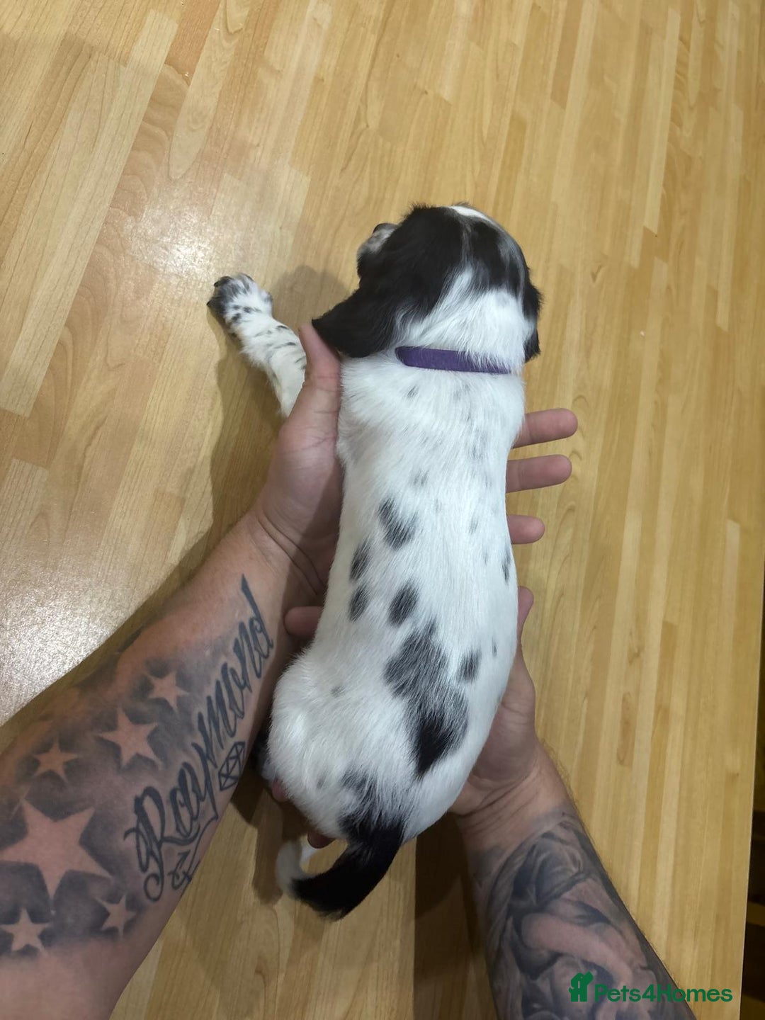 English Springer Spaniel dogs for sale: 🐾 Pedigree English Springer Spaniel Puppies 🐾 - Image 4