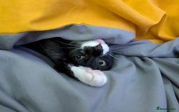 Mixed Breed cats for sale: 9 month old male kitten - Advert 4