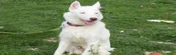 Ibizan Hound dogs for adoption: Babu - Spanish Podenco  in Doncaster - Advert 12