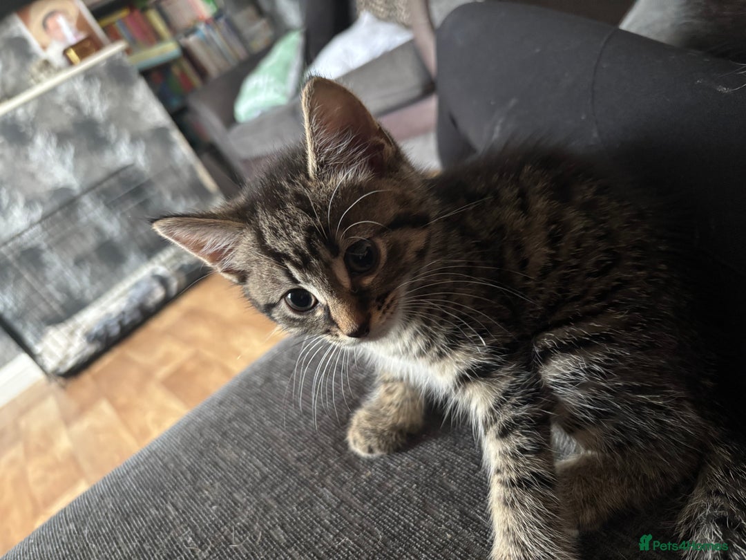 British Shorthair cats for sale: Two kittens  - Image 1