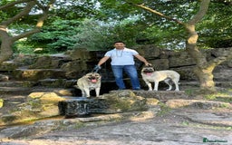 Turkish Kangal dogs for sale: 2 Turkish kangals to rehome - Image 3