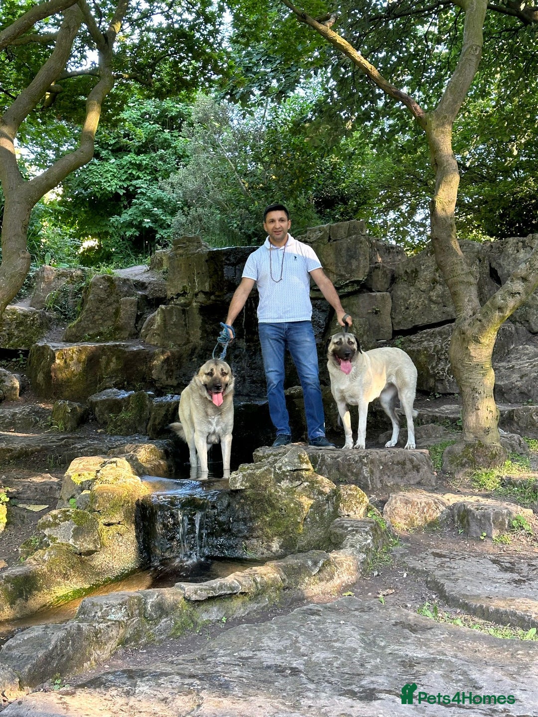 Turkish Kangal dogs for sale: 2 Turkish kangals to rehome - Image 3