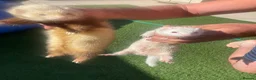 Ferret rodents for sale: Micro ferret kits - Advert 10