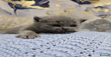 British Shorthair cats Champion Pedigree British Shorthair Kittens - Advert 1