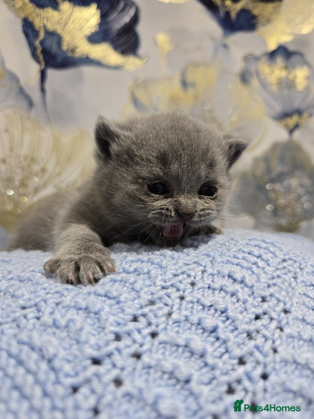 British Shorthair cats for sale: Champion Pedigree British Shorthair Kittens - Advert 3