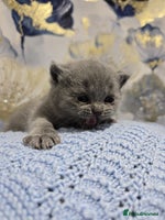 British Shorthair cats Champion Pedigree British Shorthair Kittens - Advert 5