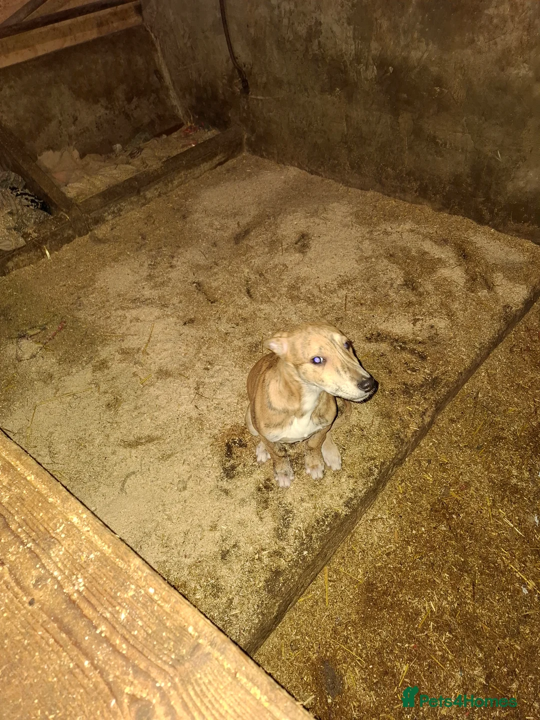 Lurcher dogs for sale: Lurcher pups for sale  - Advert 5