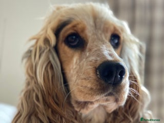 Cocker Spaniel dogs - Advert 26