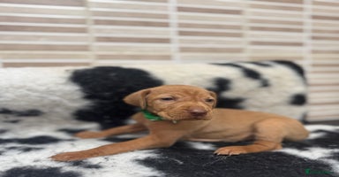 Hungarian Vizsla dogs - Advert 6