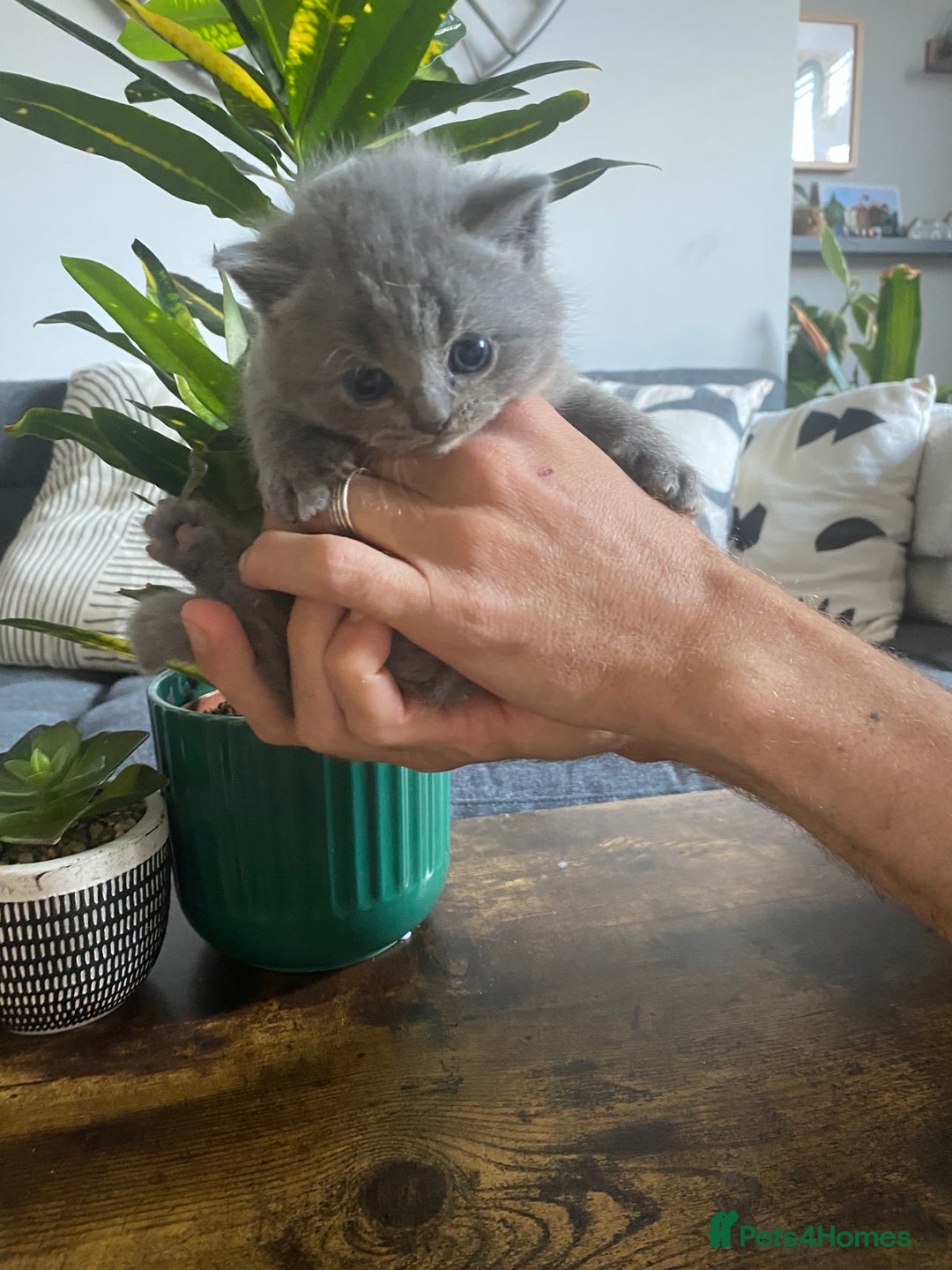 British Shorthair cats for sale: Stunning British Short Hair kitten GCCF/TICA - Image 3