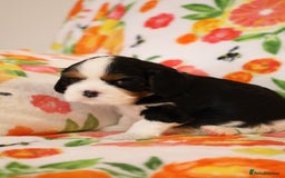 Cavalier King Charles Spaniel dogs for sale: 7 Puppies ready for reservations - Image 17