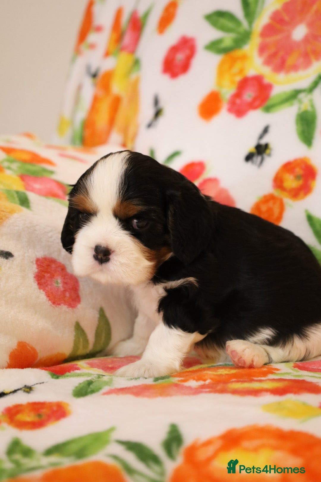 Cavalier King Charles Spaniel dogs for sale: 7 Puppies ready for reservations - Image 17
