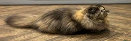 Exotic cats for sale: Stunning short hair exotic kittens  in Boston - Advert 9
