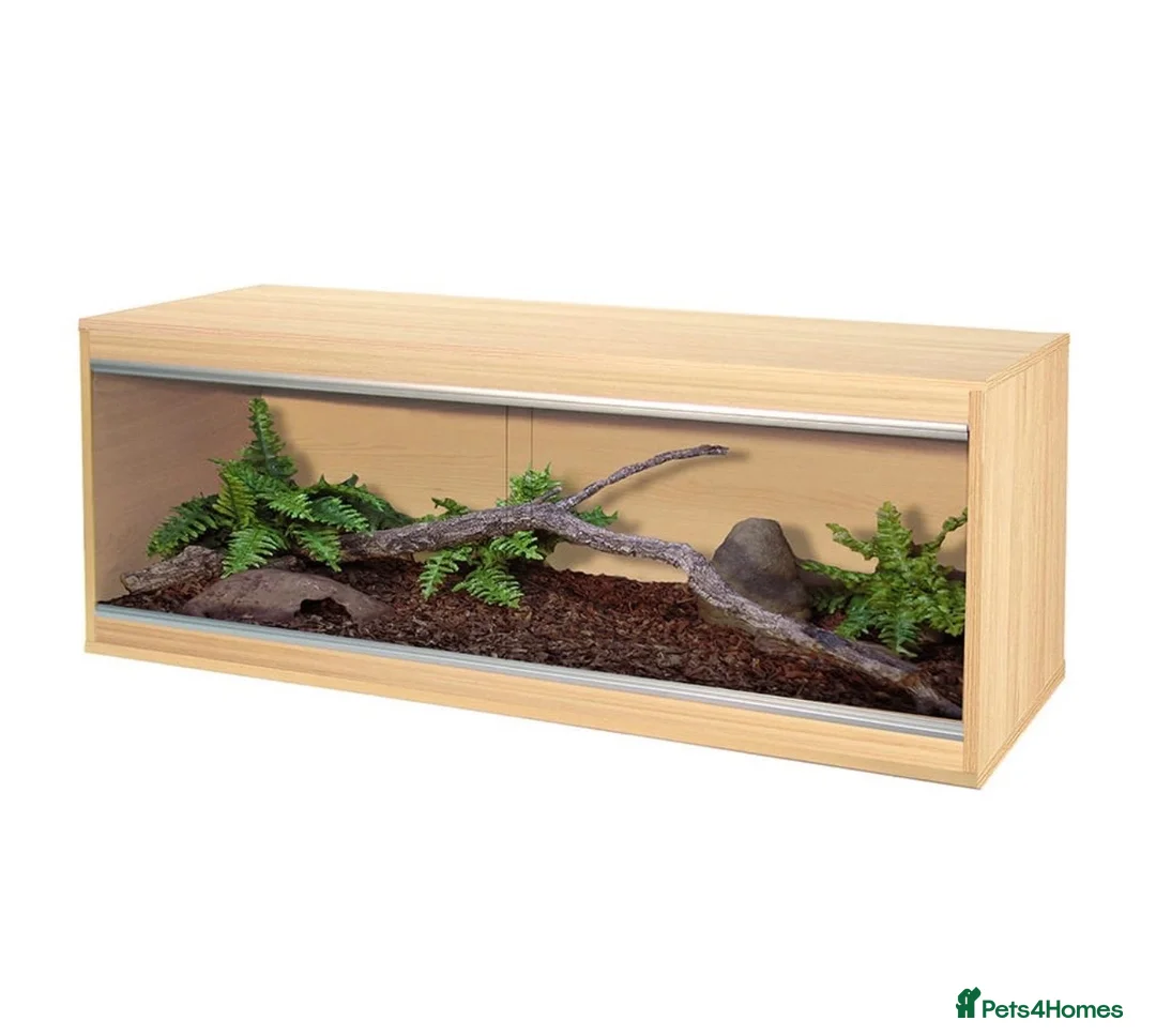Bearded Dragon reptiles for sale: Vivarium for sale  in London - Advert 2