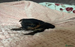 Yorkshire Terrier dogs for sale: Miniature Yorkshire Terrier Puppies  - Image 9