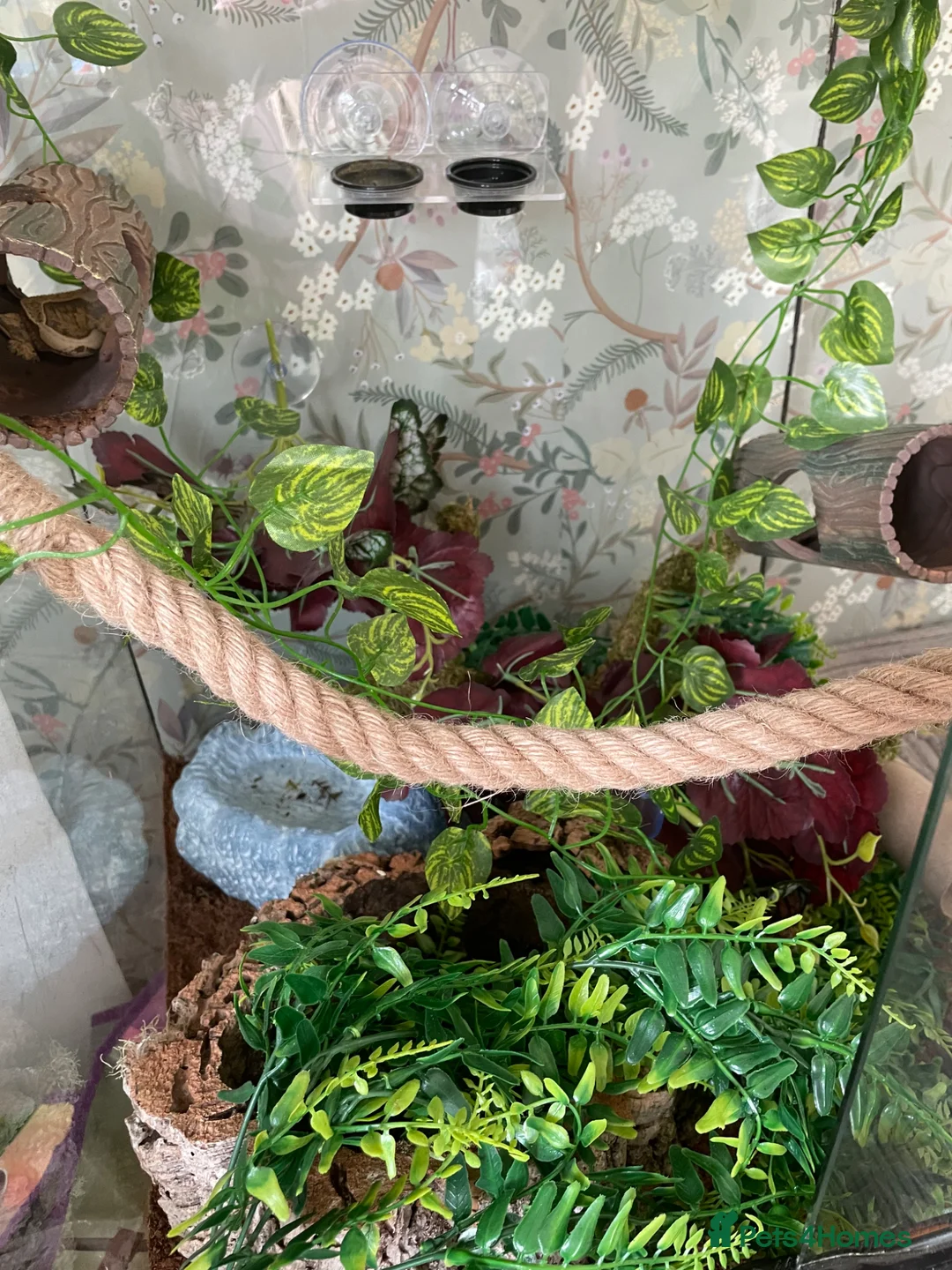 Gecko reptiles for sale: White Lilly Gecko & Set up - Advert 2