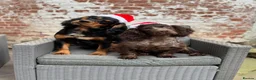 Cocker Spaniel dogs for stud: Cocker spaniel for stud - Advert 3