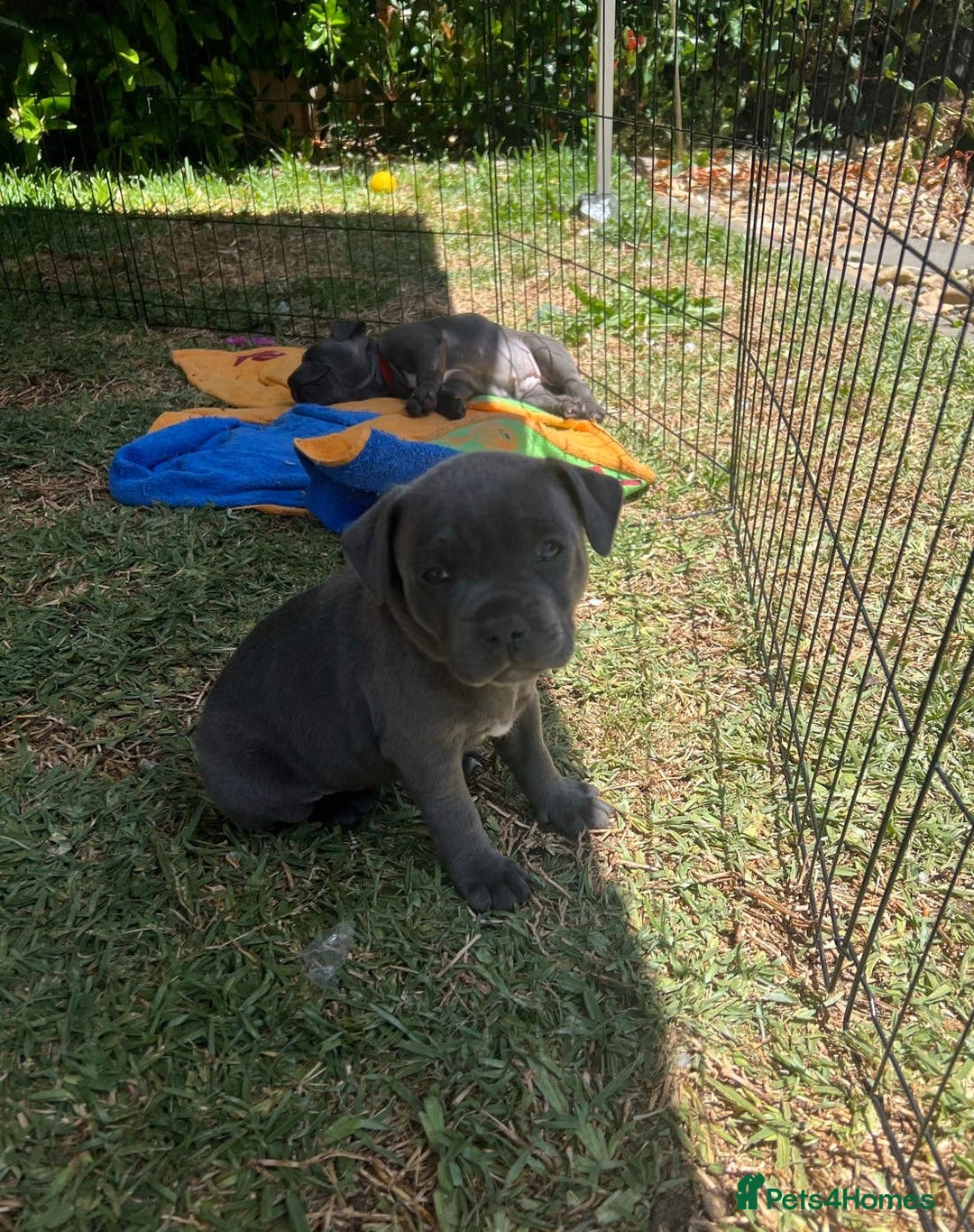 Staffordshire Bull Terrier dogs for sale: Honest lovx Blueish Staffys for everyone - Advert 4