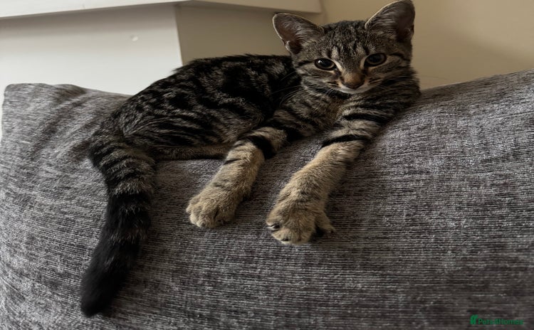 Bengal cats Ready for a family  - Advert 1