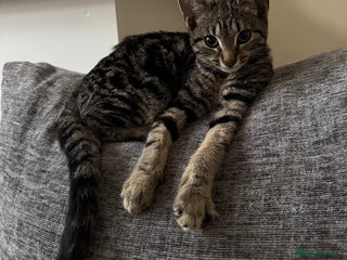 Bengal cats Ready for a family - Advert 1