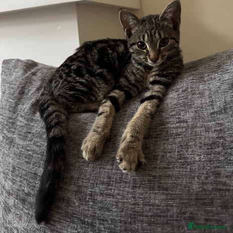 Bengal cats Ready for a family - Advert 1