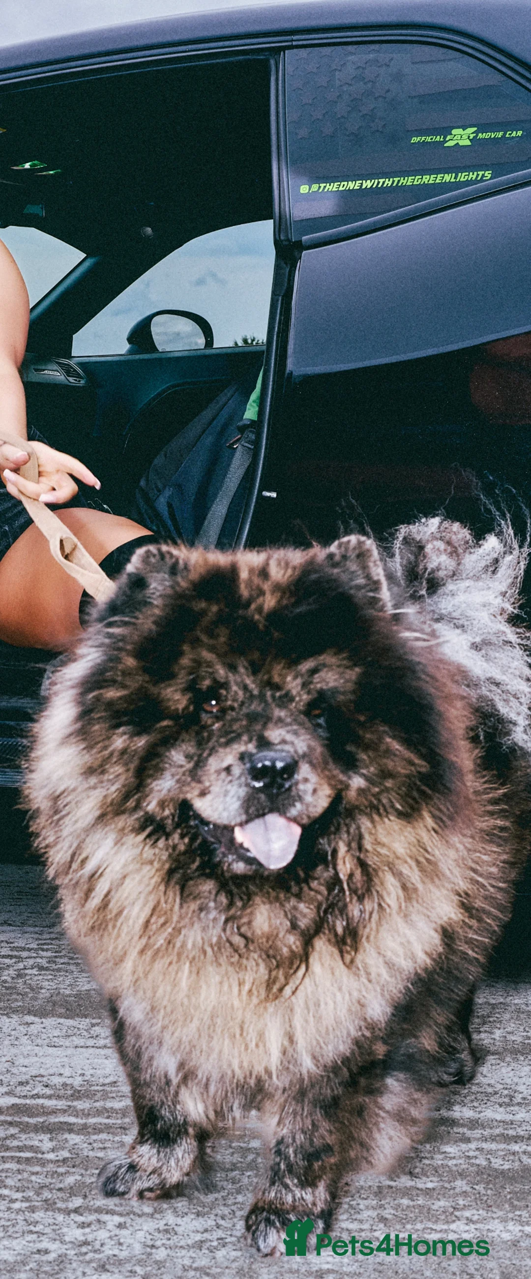 Chow Chow dogs for stud: Shadow the Merle chow chow  in Epping - Advert 2