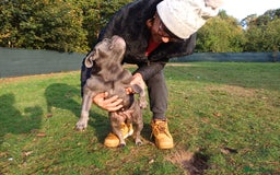 French Bulldog dogs for adoption: Meet BONNIE - a Lovely Girl, for a Loving Home - Image 15