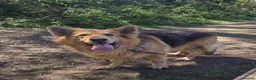 German Shepherd dogs for sale: Ready to reserve male gsd - Advert 5
