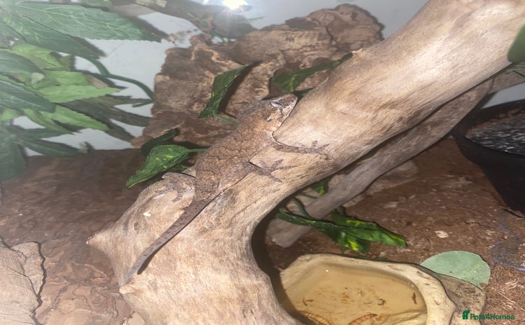 Gecko reptiles - Advert 9
