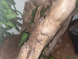 Gecko reptiles - Advert 32