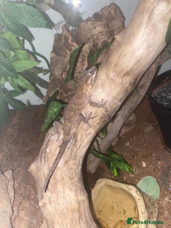 Gecko reptiles - Advert 7