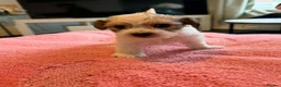 Mixed Breed dogs for sale: Fox terrier cross puppies - Advert 20