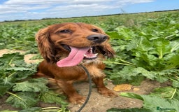 Cocker Spaniel dogs for stud: For Stud - Camsiscan Solaris Samurai  - Image 4