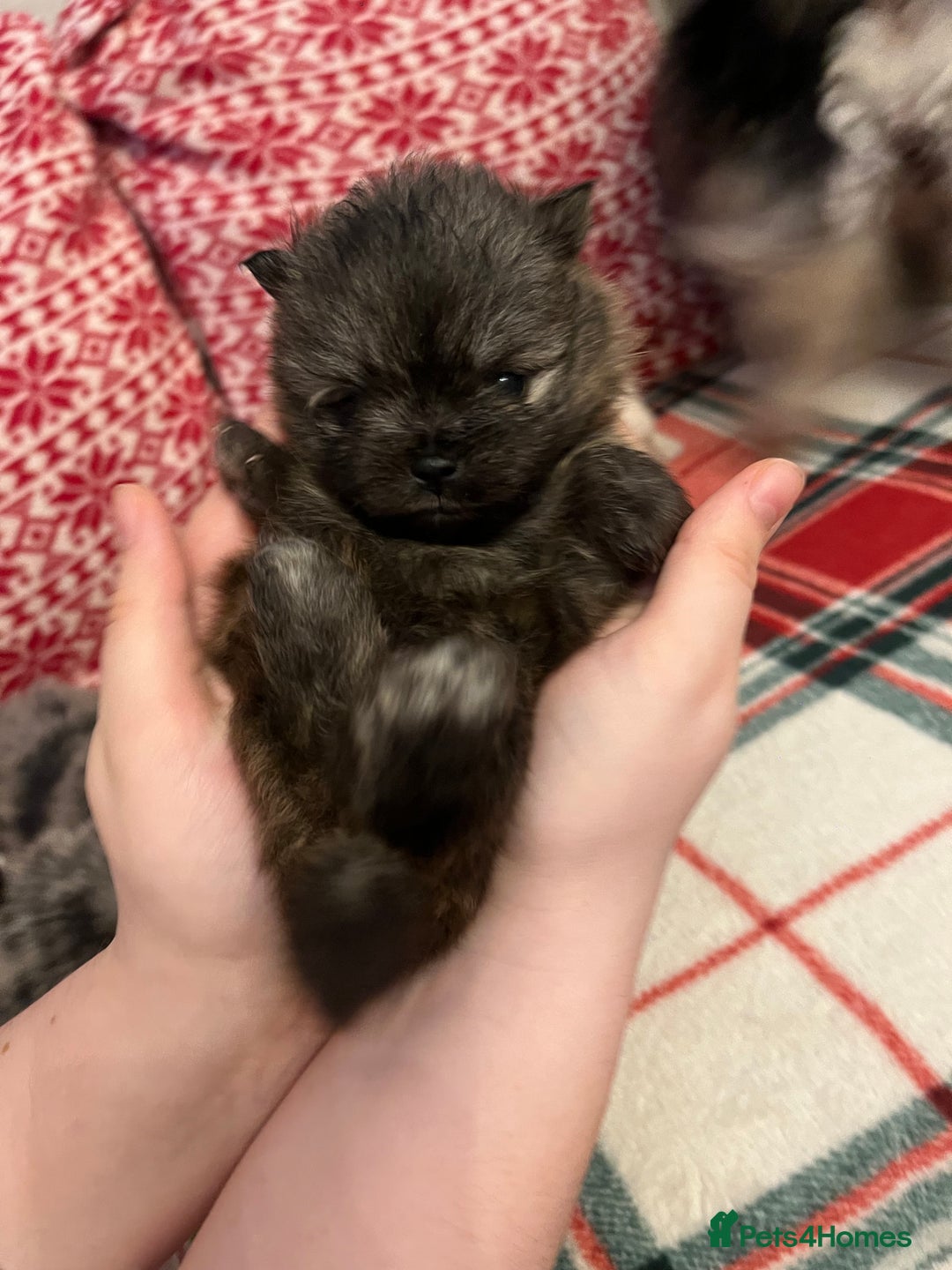 Pomeranian dogs for sale: Stunning Pomeranian puppys - Advert 30