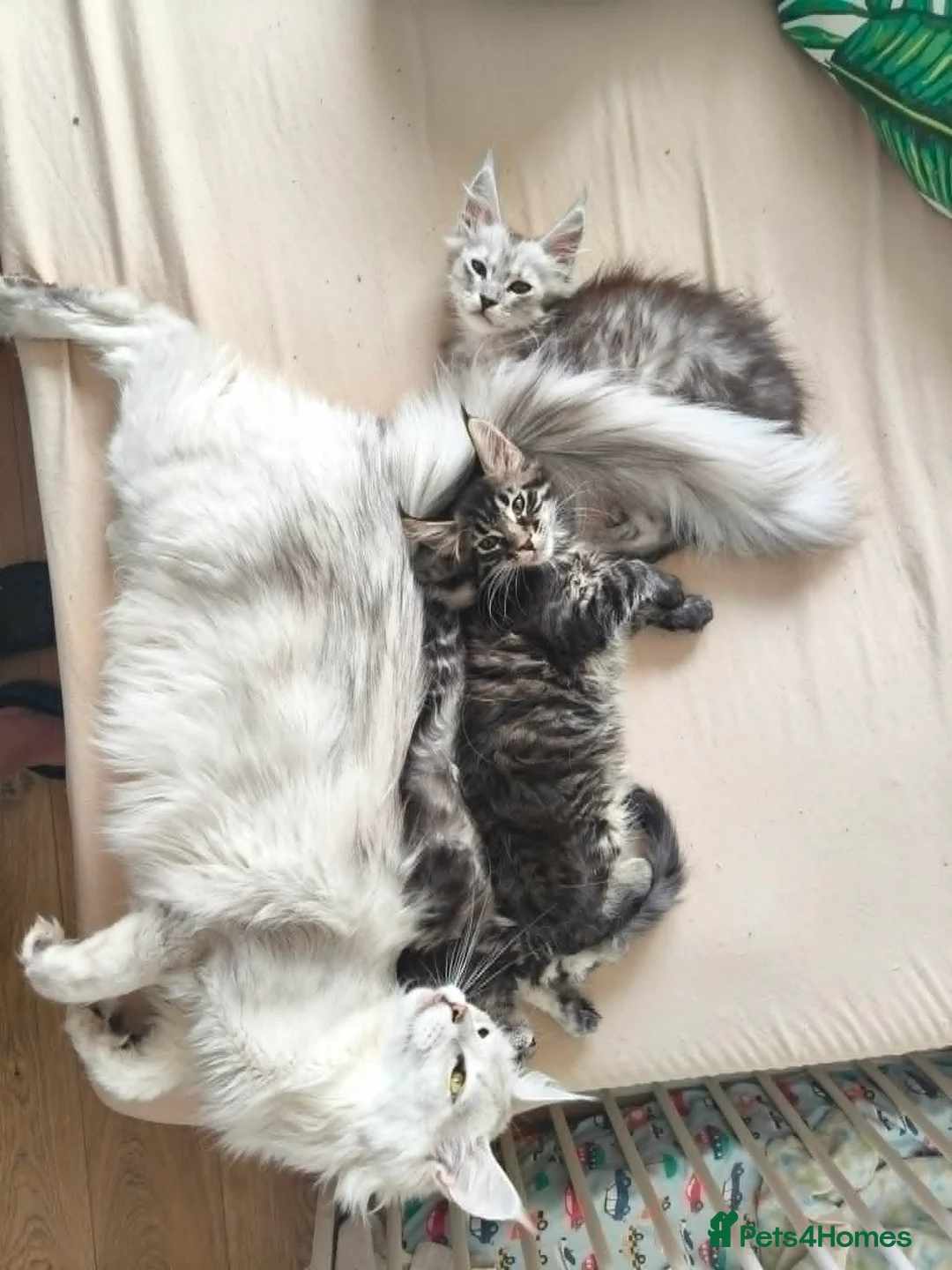 Maine Coon cats for sale: ✨ STUNNING TICA REGISTERED MAINE COON KITTENS ✨ in Livingston - Advert 2