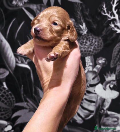 Miniature Dachshund dogs Miniature Dachshund Puppies - Advert 15