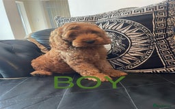 Cockapoo dogs for sale: 1 BOYS LEFT Cockapoo puppies  - Image 6
