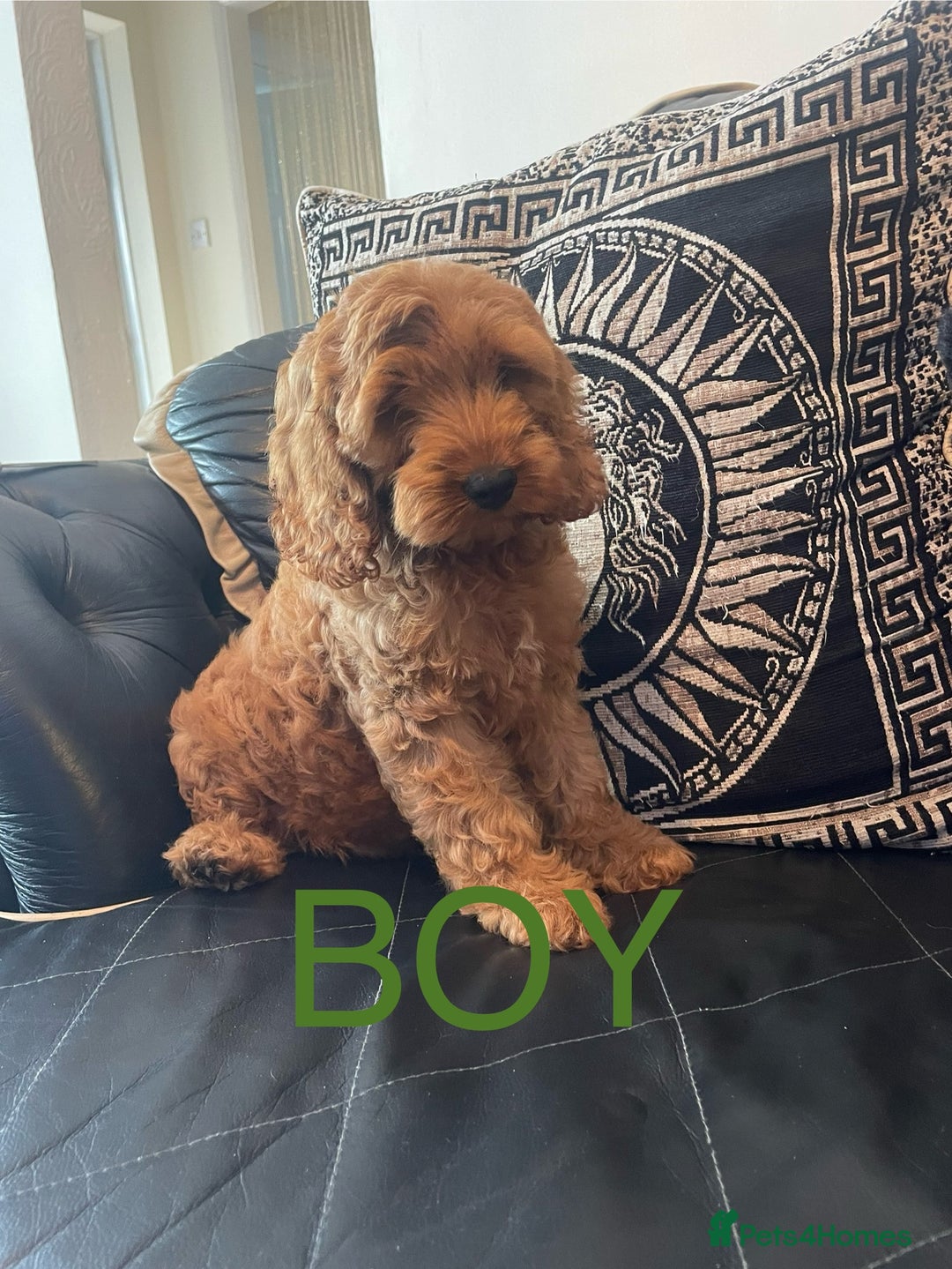 Cockapoo dogs for sale: 1 BOYS LEFT Cockapoo puppies  - Image 6
