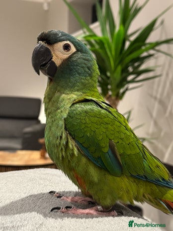 Macaws birds - Advert 15