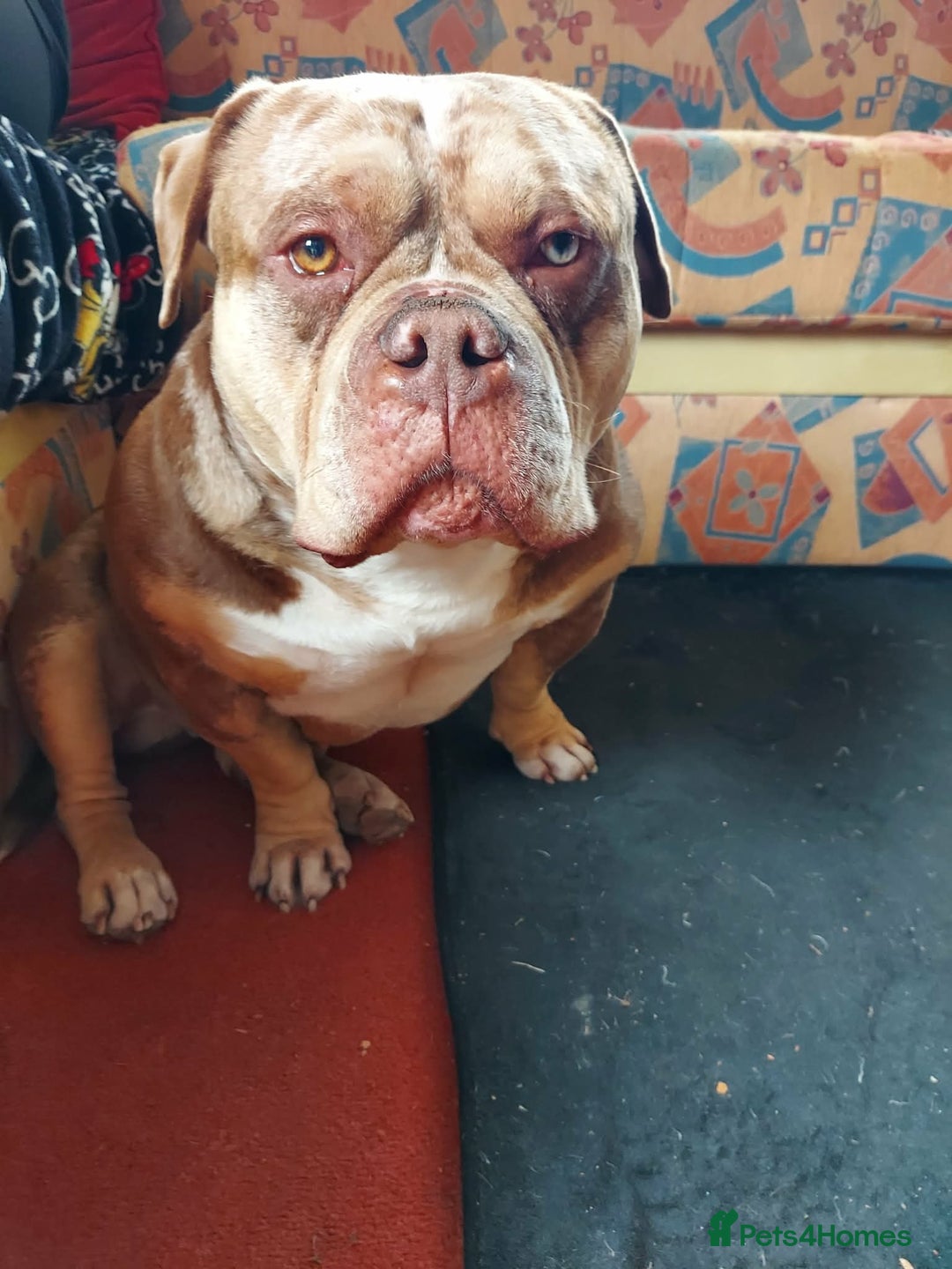 American Bully dogs for sale: Male Pocket Bully  - Advert 4