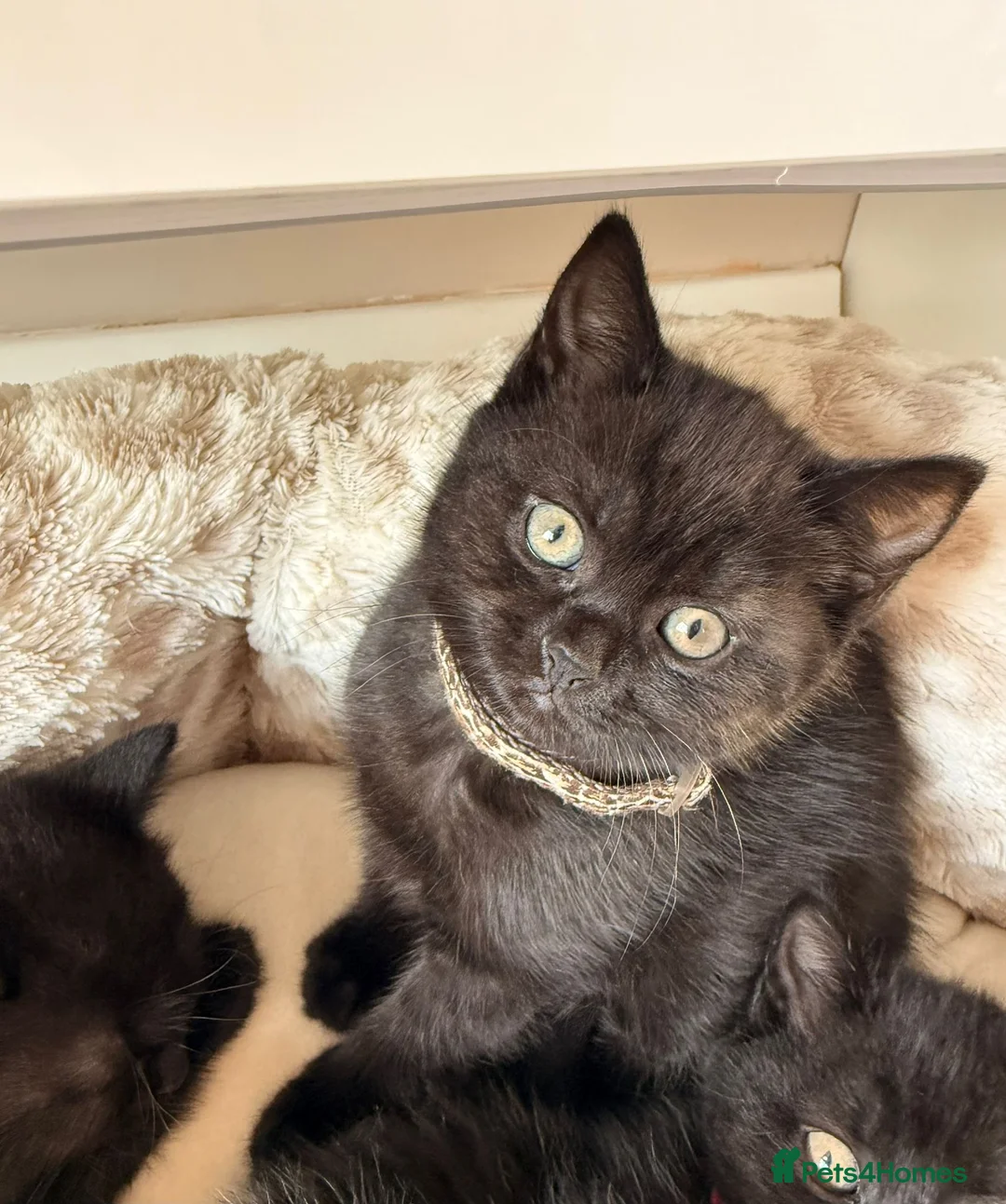 Mixed Breed cats for sale: British Shorthair Cross - Advert 6