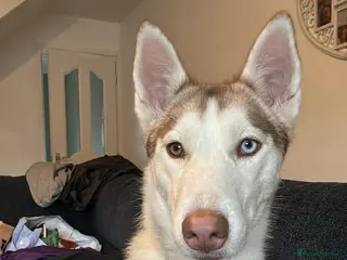 Siberian Husky dogs Siberian Husky Called Maya - Advert 1