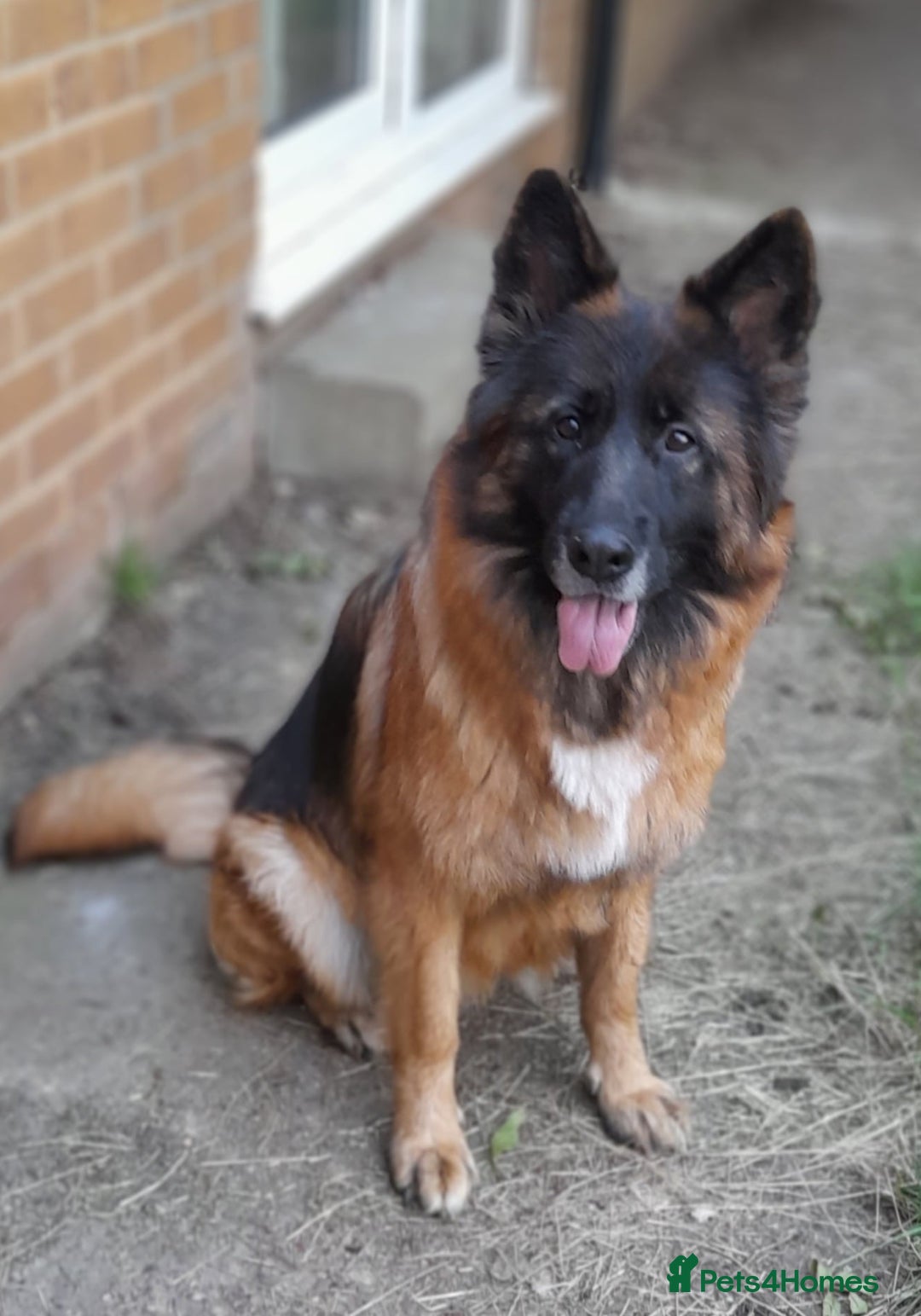 German Shepherd dogs for sale: Stunning longcoat German Shepherd puppies - Image 2