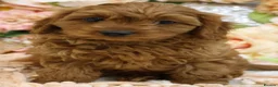 Cavapoo dogs for sale: *HEALTH TESTED* Cavapoo Puppies - Advert 10