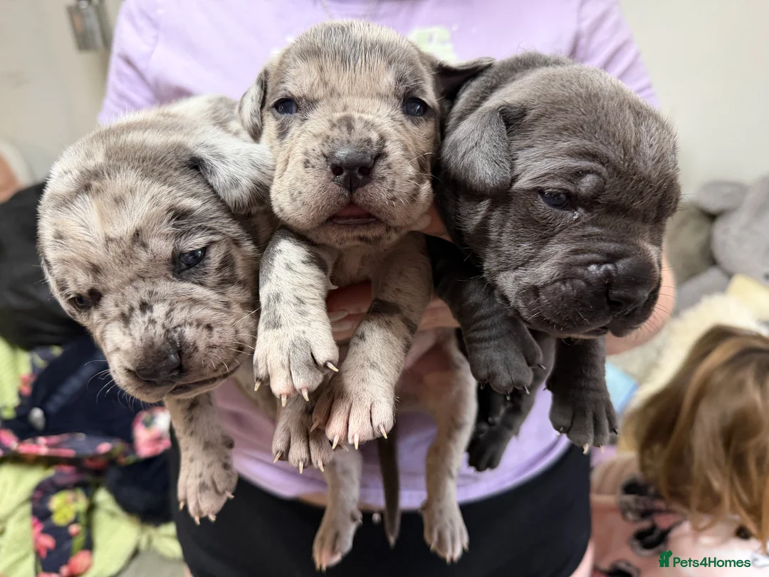 Cane Corso dogs for sale: Nearly ready * Beautiful chunky Cane Corso litter* - Advert 14