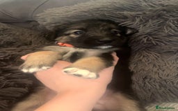 Mixed Breed dogs for sale: German Shepherd x Collie Mix Puppies for sale - Image 3