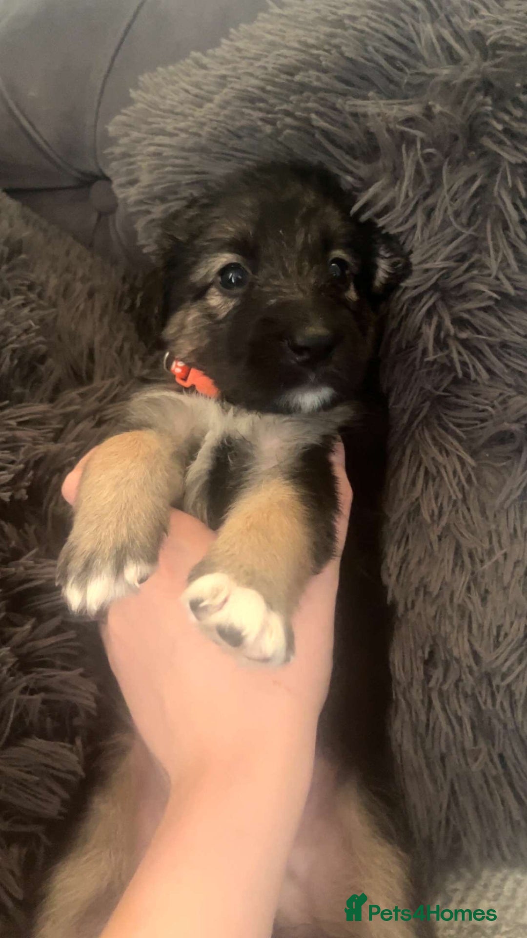 Mixed Breed dogs for sale: German Shepherd x Collie Mix Puppies for sale - Image 3